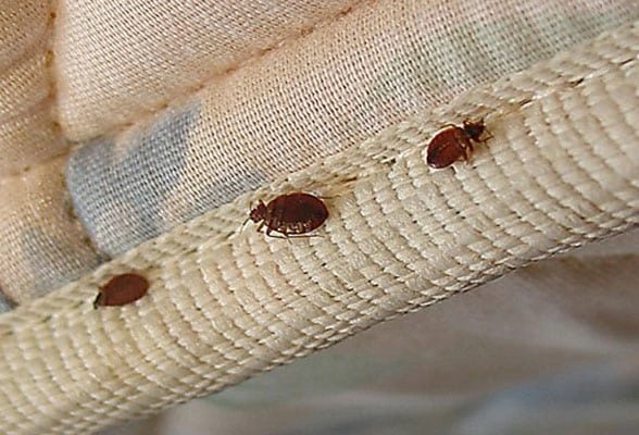 Bed bugs on mattress seam — professional bed bug identification and treatment Sydney