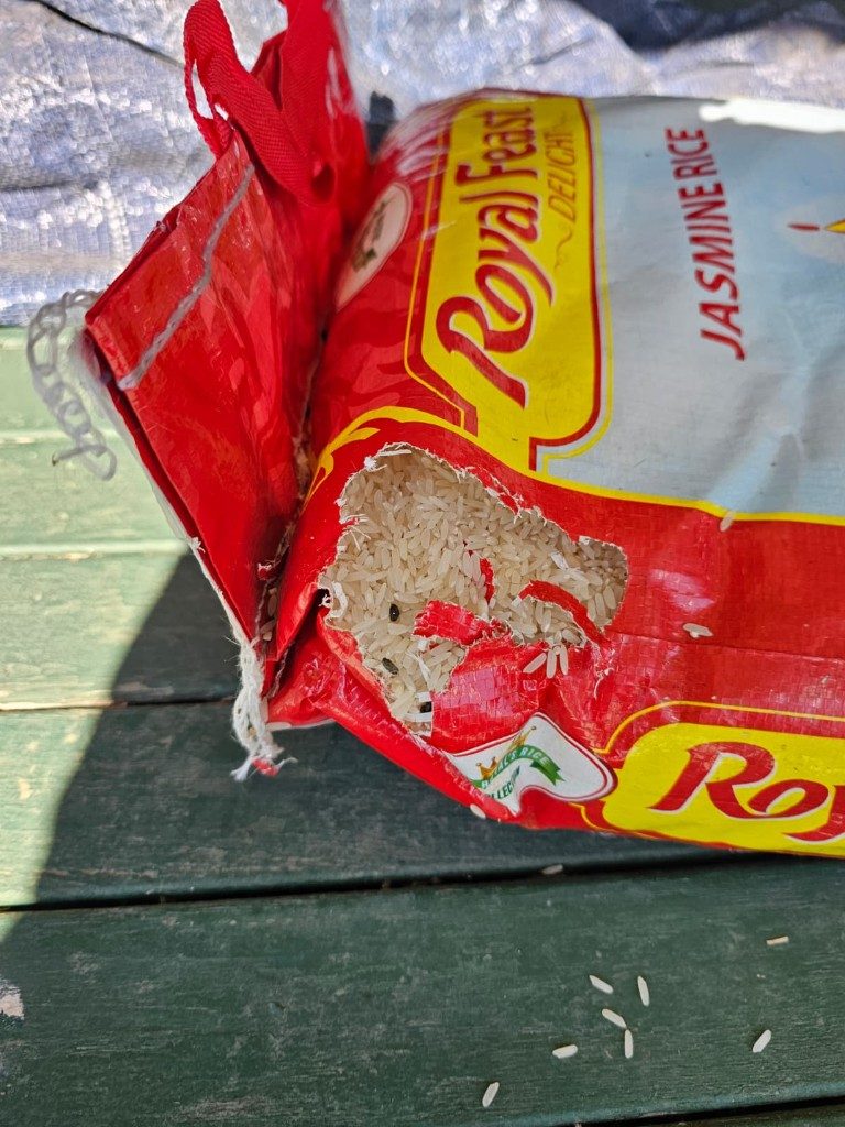 Rodent gnaw damage to stored food — rat and mouse pest control Sydney