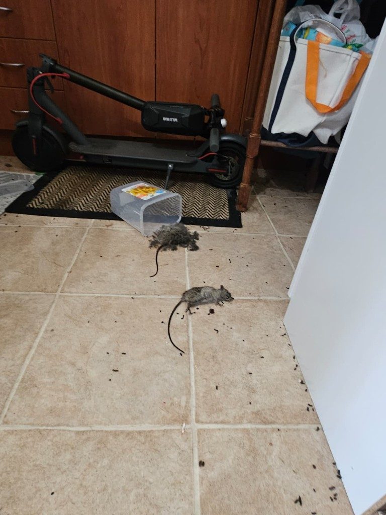 Rodent infestation with droppings on floor — professional rat and mouse control Sydney
