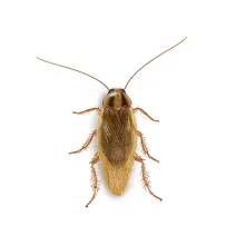 German Cockroach