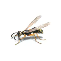 Wasps Control Sydney