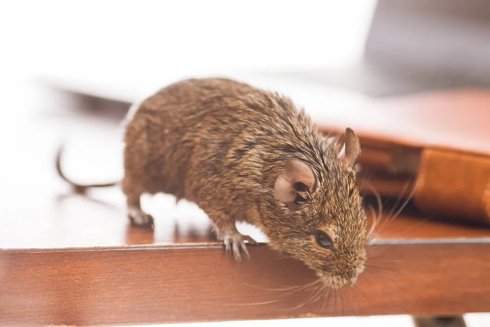 Hospitality Pest Control Sydney